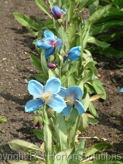 Blue Poppy 2